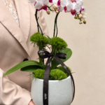 mini orquídeaphalaenopsis no bairro moinhos de vento em porto alegre