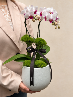mini orquídeaphalaenopsis no bairro moinhos de vento em porto alegre