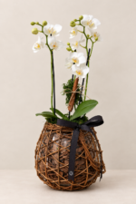 mini orquideas