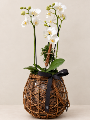mini orquideas