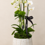 mini orquideas phalaenopsis
