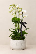 mini orquideas phalaenopsis