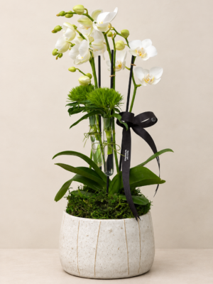 mini orquideas phalaenopsis
