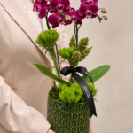 mini orquídeas phalaenopsis pink