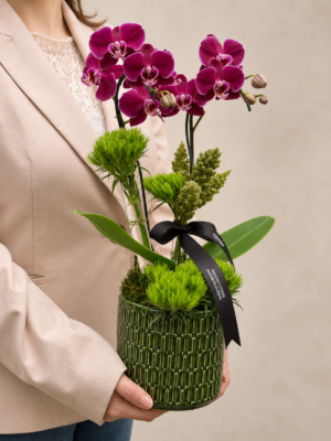 mini orquídeas phalaenopsis pink