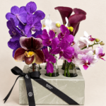 orquídeas
