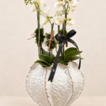 orquídeas (2)