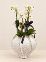 orquídeas (2)