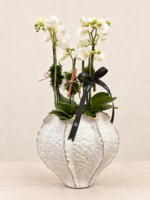 orquídeas (2)