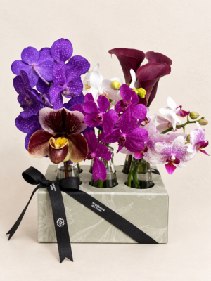 orquídeas