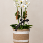 phalaenopsis