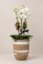 phalaenopsis