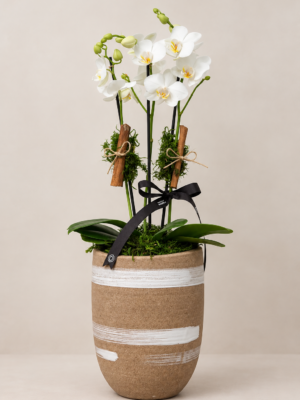 phalaenopsis