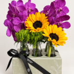 vanda