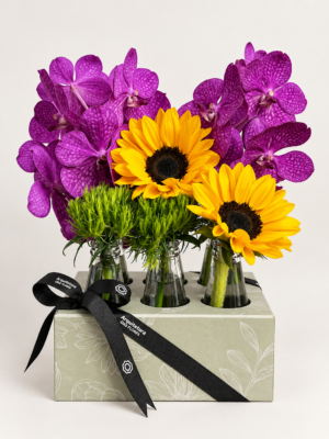 vanda