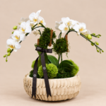 arranjo de orquídeas brancas em vaso texturizado