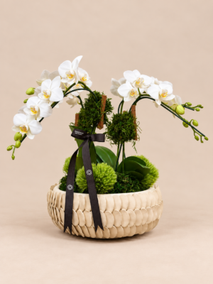 arranjo de orquídeas brancas em vaso texturizado
