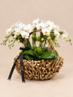 arranjo de orquídeas em cesta rústica