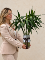 arranjo em vaso de vidro com bambu da sorte