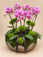 mini orquídeas