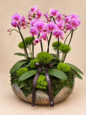 mini orquídeas