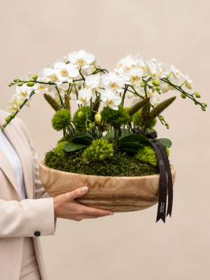 mini orquídeas brancas em arranjo elegante