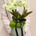 mini orquídeas para presente