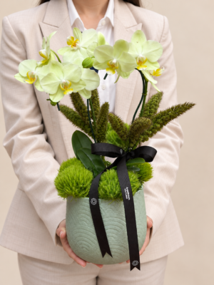 mini orquídeas para presente
