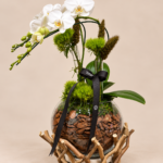 orquídea branca em terrário rústico