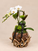 orquídea branca em terrário rústico