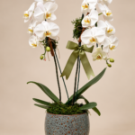 orquídea branca em vaso texturizado (1)