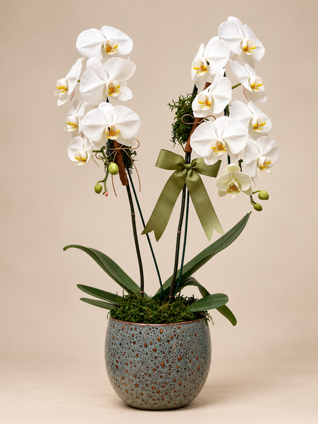 orquídea branca em vaso texturizado (1) orquídea branca em vaso texturizado (1)