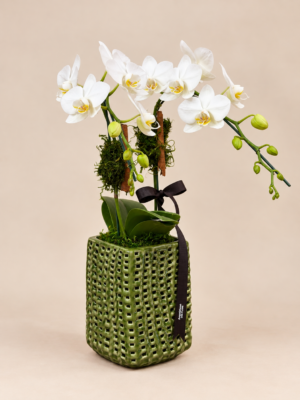 orquídea branca em vaso verde texturizado