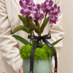 orquídea para entrega em porto alegre