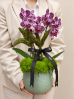 orquídea para entrega em porto alegre