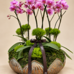 orquídeas