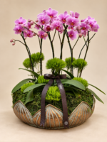 orquídeas