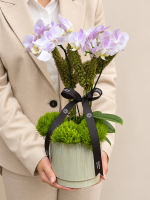 orquídeas para presente