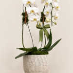 phalaenopsis