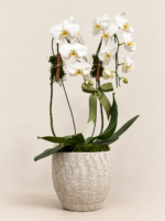 phalaenopsis