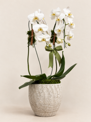phalaenopsis
