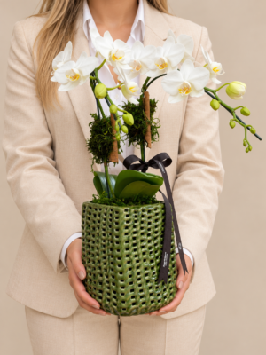retrato floral com orquídeas brancas